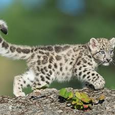 A baby snow leopard